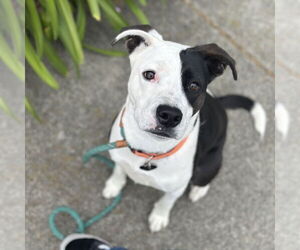 American Staffordshire Terrier Dogs for adoption in Rohnert Park, CA, USA