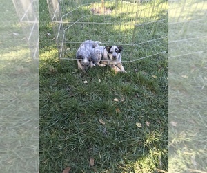 Australian Cattle Dog Puppy for sale in PENNGROVE, CA, USA