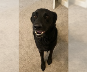Shepradors Dogs for adoption in Decatur, GA, USA