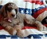 Small #6 Poodle (Standard)