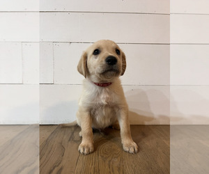 Double Doodle Puppy for sale in COLUMBIA, TN, USA