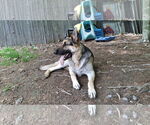 Small #9 German Shepherd Dog