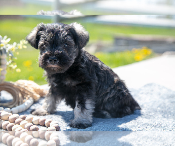 Medium Photo #3 Schnauzer (Miniature) Puppy For Sale in BALTIC, OH, USA