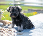 Small #2 Schnauzer (Miniature)