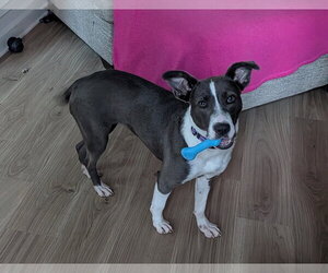 Mutt Dogs for adoption in Raleigh, NC, USA