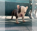 Puppy Blue White 4 French Bulldog