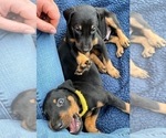 Small Photo #5 Doberman Pinscher Puppy For Sale in MILL SPRING, NC, USA