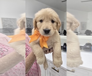 Golden Retriever Puppy for Sale in ORLANDO, Florida USA