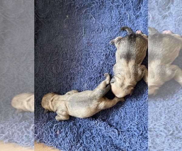 Medium Photo #2 Pug Puppy For Sale in HAZLET, NJ, USA