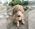 Small #1 Goldendoodle