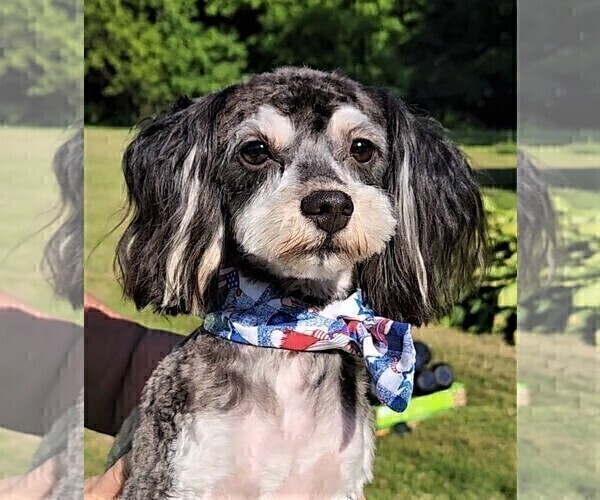 Medium Photo #1 Havapoo Puppy For Sale in TECUMSEH, MI, USA