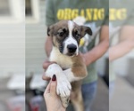 Puppy Loki American Pit Bull Terrier-Siberian Husky Mix