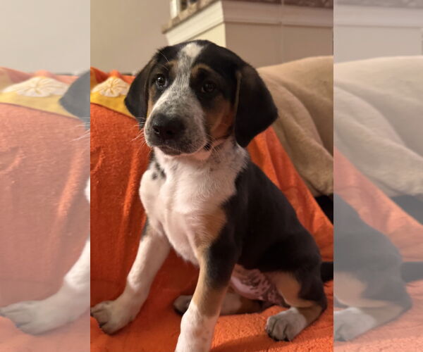 Medium Photo #2 Beagle-Saint Bernard Mix Puppy For Sale in Pottstown, PA, USA