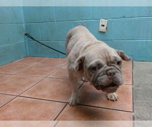 French Bulldog Dogs for adoption in Downey, CA, USA
