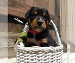 Small Photo #2 Greater Swiss Mountain Dog Puppy For Sale in CLINTON, AR, USA