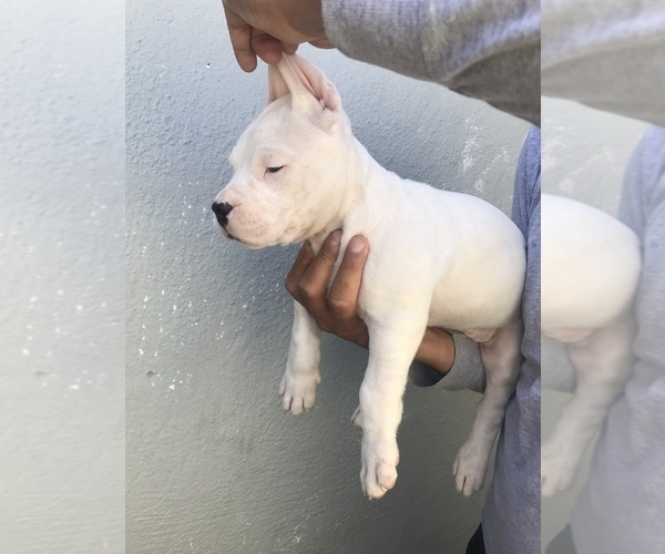 Medium Photo #2 Dogo Argentino Puppy For Sale in LOS ANGELES, CA, USA