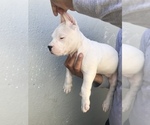 Small Photo #2 Dogo Argentino Puppy For Sale in LOS ANGELES, CA, USA