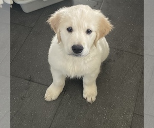 Golden Retriever Puppy for sale in TURIN, NY, USA