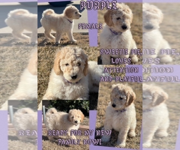 Medium Photo #1 Goldendoodle Puppy For Sale in BURLESON, TX, USA