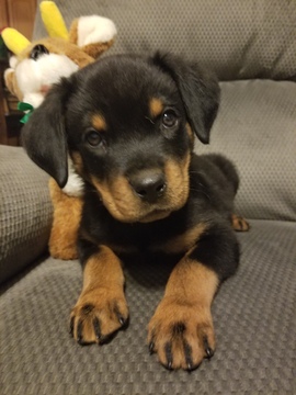 Medium Photo #1 Rottweiler Puppy For Sale in AURORA, CO, USA
