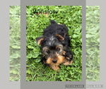 Small #3 Yorkshire Terrier