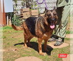 Small #2 German Shepherd Dog