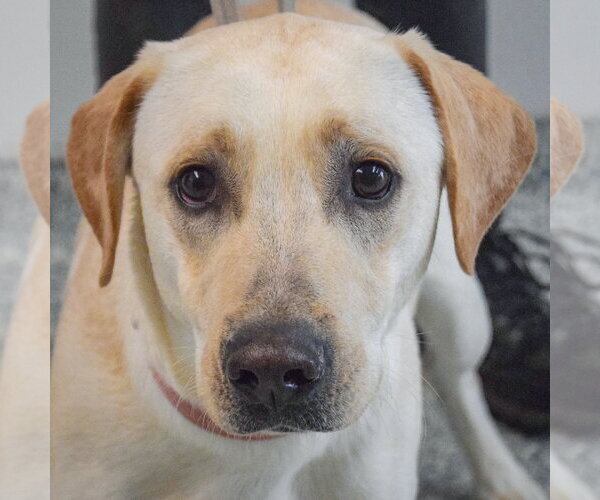 Medium Photo #5 Mutt Puppy For Sale in Huntley, IL, USA