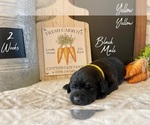 Small Photo #12 Labrador Retriever Puppy For Sale in SEGUIN, TX, USA