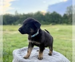 Small Photo #11 German Shepherd Dog Puppy For Sale in SUMPTER TWP, MI, USA