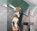 Small Photo #4 Shepradors Puppy For Sale in Lewistown, PA, USA