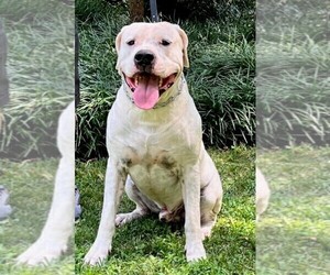 Father of the Dogo Argentino puppies born on 04/23/2023