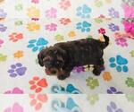 Alex - Male Cavapoo (Miniature)-Poodle (Toy) Mix Puppy for Sale - Photo #2
