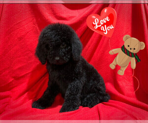 Goldendoodle (Miniature) Puppy for sale in SAN FRANCISCO, CA, USA