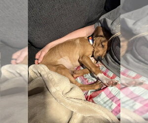 Beatrice #3 - Female Labrador Retriever-Unknown Mix Dog for Adoption - Photo #3