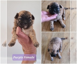 ShihPoo Puppy for sale in GULF SHORES, AL, USA