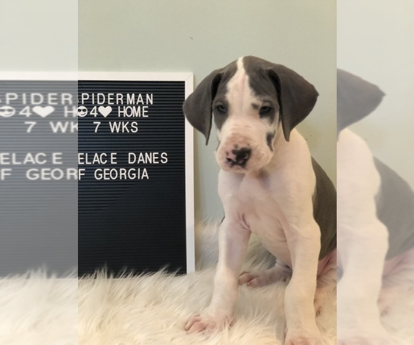 Medium Photo #4 Great Dane Puppy For Sale in CANTON, GA, USA