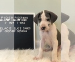 Small Photo #4 Great Dane Puppy For Sale in CANTON, GA, USA