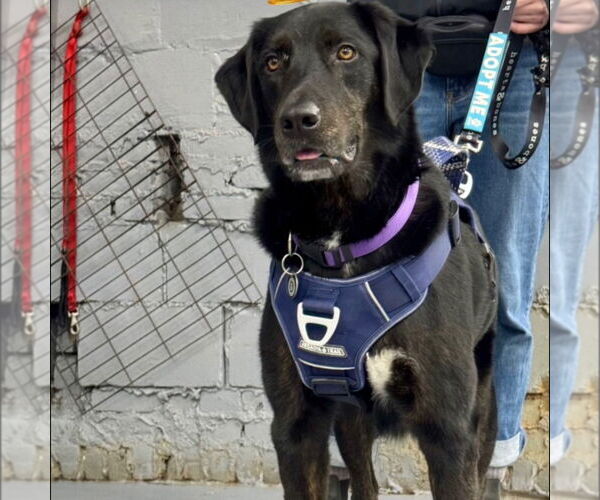 Medium Photo #4 Labrador Retriever-Unknown Mix Puppy For Sale in Canton, CT, USA