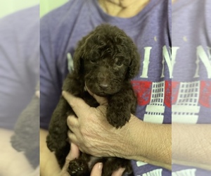 Labradoodle Puppy for sale in TIMMONSVILLE, SC, USA
