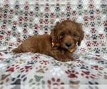 Small #5 Cockapoo (Miniature)