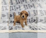 Small Photo #6 Aussie-Poo Puppy For Sale in DORAL, FL, USA