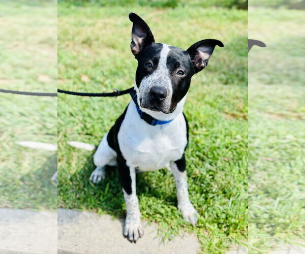 Medium Photo #2 American Pit Bull Terrier Puppy For Sale in Manahawkin, NJ, USA