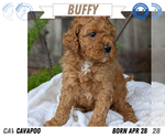 Small Photo #42 Cavapoo Puppy For Sale in GOSHEN, IN, USA