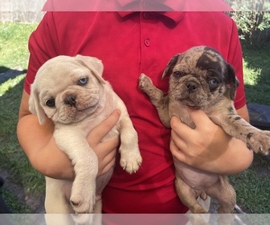 Pug Puppy for sale in LAKE MARY, FL, USA