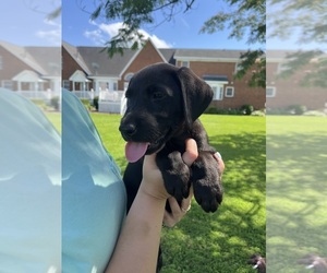 Labrador Retriever Puppy for sale in GREENVILLE, NC, USA
