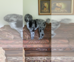 Small Photo #1 Poodle (Standard) Puppy For Sale in HARLAN, KY, USA