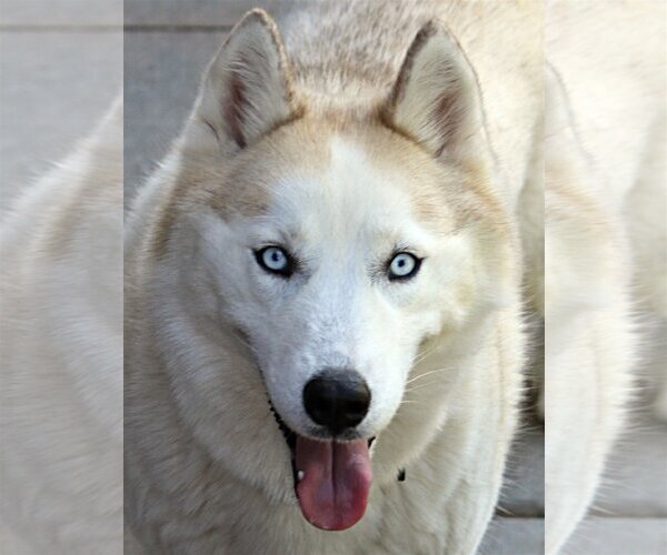 Medium Photo #1 Siberian Husky Puppy For Sale in Boise, ID, USA