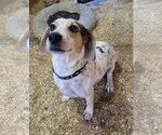 Small Photo #6 Bagle Hound Puppy For Sale in Magnolia Springs, AL, USA