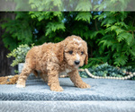 Small Photo #15 Cavapoo Puppy For Sale in KIRKWOOD, PA, USA