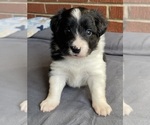 Puppy Stripe Border Collie-Papillon Mix